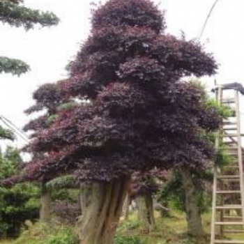 湖南瀏陽紅花繼木價格四季紅苗圃基地紅花繼木批發(fā)價格