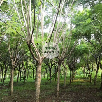 精品苗木米徑10公分藍(lán)花楹價格優(yōu)惠產(chǎn)地直供