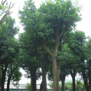 湖南瀏陽花木香泡價格四季紅苗圃基地香泡批發(fā)價格