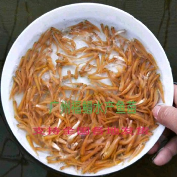 金絲草魚苗，俄羅絲草魚苗