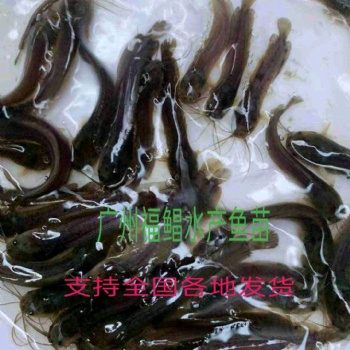 塘鲺魚、塘角魚、角角魚、角角丁、黃臘丁、胡子鯰、鰍魚、滑魚