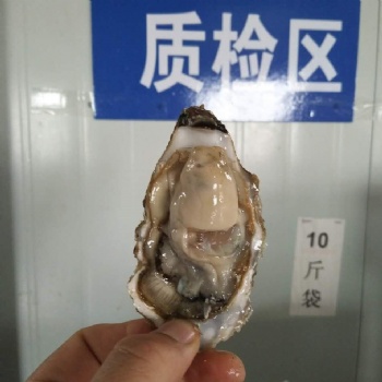 威海金給利生蠔批發(fā)牡蠣海蠣子價(jià)格