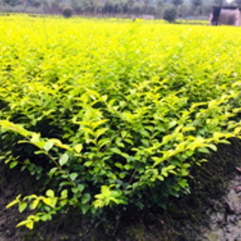 成都金葉女貞 基地 批發(fā) 價(jià)格 成都苗木 郫都區(qū)名川園藝場(chǎng)