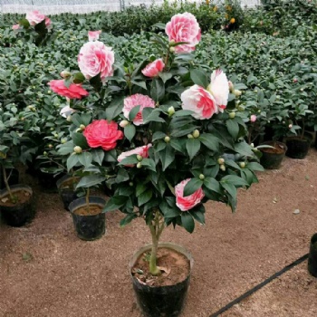 供應(yīng)廣西四季茶花苗和山茶花苗和茶花樹苗特產(chǎn)專題