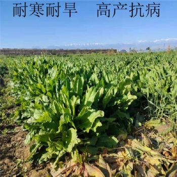 食葉草種子產(chǎn)量高達15噸，播種當月就能收割，一次播種可穩(wěn)定高產(chǎn)25年