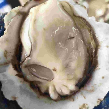 ?？谏柵l(fā) 生蠔批發(fā)商聯(lián)系方式 廣西玉林生蠔批發(fā)市場(chǎng)