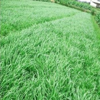多年生黑麥草可春播或秋播黑麥草種子發(fā)芽率高